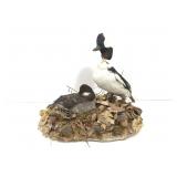 Bufflehead Sea Ducks Male and Female Taxidermy