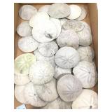 Collection of sand dollars.