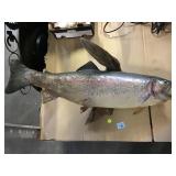Rainbow trout taxidermy 26 inches