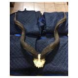 Kudu horn w/partial skull, approx 3 ft long each