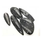 Collection of Ortoceras Fossils