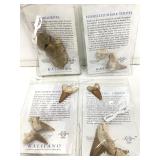 Fossilized Shark Teeth and Trilobites. As Found