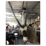 Gazelle taxidermy w/horns, one hear needs repair