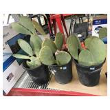 3 Live Cactus Pink Oleander Plants