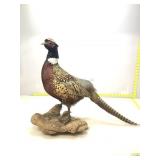 Pheasant Taxidermy Mount. Tail needs to be
