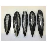 Orthoceras stone paperweights.