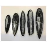 Orthoceras stone paperweights.