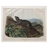 JW Audubon hand colored engraving , 20 x 26