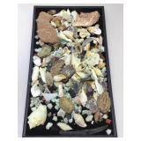 Assorted shells and stone specimens