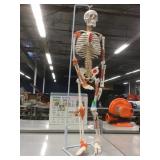 Anatomy learning statue Anatomy learning statue