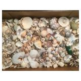 Shell Collection- Large Assortment