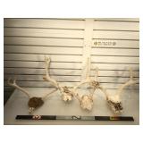 4 sets of deer horns