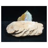 Sea fossils, approx 6 inches long