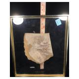 Mounted Diplomystus Humilus fossil on glass frame