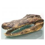 Authentic Alligator head