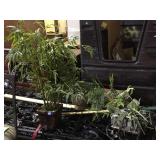 Lot of decorative prop plants and more