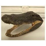 15 in long taxidermy crocodile head