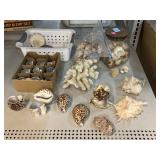 Assorted shell collection