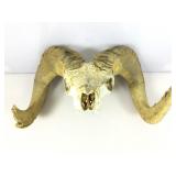 Genuine Big Horn Sheep Skull & Antlers