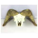 Genuine Big Horn Sheep Skull & Antlers
