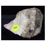 Petrified Wood Specimen 2.6lbs