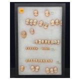 Large Collection Of Shell Cameos, Fv $4,000,