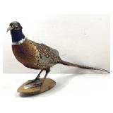 Beautiful Peacock. Pheasant Bird Mount.  Stuffed
