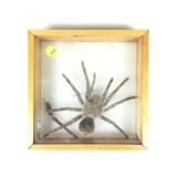 Giant Tarantula Taxidermy In Display Shadow Box