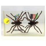 Preserved Spider In Resin Paperweight w/