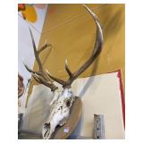 Wall Mounted Antler Skull