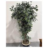 Silk Tree in Ceramic Pot - approx. 7ft tall