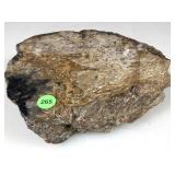 Petrified Palm Root Agate Slab 9x8x2.5in