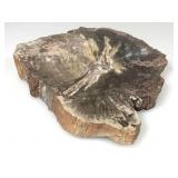 Petrified Wood Slab. Polished On One Side.
