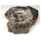 Petrified Wood Slab  13x3in