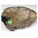 Petrified Palm Root Agate Slab 9x8x2.5in