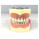 A dentist office, teaching aid with the upper and
