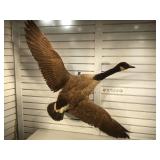 Taxidermy full Canadian Goose