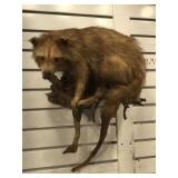 Taxidermy raccoon on wood branch wall hanging