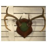 Mounted 4-point antlers on hanging wall plaque