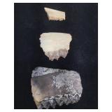 Prehistoric fossilized teeth