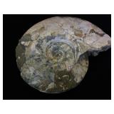 Ammonite Fossil, 8in. By 9 in.
