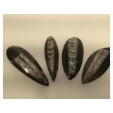 4 prehistoric fossilized orthoceras, longest