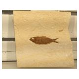 Prehistoric fossilized fish, fossil  measures 3