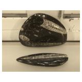 Prehistoric fossilized orthoceras, longest
