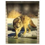 Wrapped canvas photo print of a wolf, 30 x 42 in.