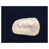 Fossilized prehistoric teeth in stone, approx