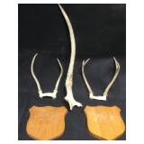 Buck horns and wall oak mounts, separate to
