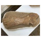 Large prehistoric fossilized crocodile bone,