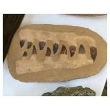 Prehistoric crocodile fossilized teeth, approx