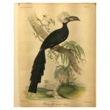 Washington Peale, 2/5 scale Buceros albo